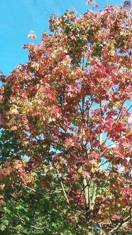 20170925_105552.jpg