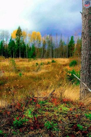 Есть в осени первоначальной...